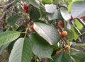 Delicious cherry ripen on the branches of the tree.