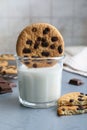 Delicious chocolate chip cookie dipped into glass of milk at grey table Royalty Free Stock Photo