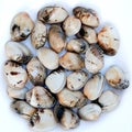 Delicious clams prepared for cooking Royalty Free Stock Photo