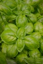 A delicious close-up of an alive basil plant. Green leaves of organic italian basil, healthy enrichment to your dish Royalty Free Stock Photo