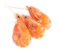 Delicious cooked shrimps isolated on white Royalty Free Stock Photo