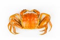 Delicious crab Royalty Free Stock Photo