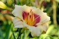 Delicious creamy with red daylily in a summer sunny garden close-up Royalty Free Stock Photo