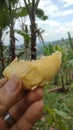 delicious durian fruit sweet and deliciousand garden