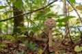 Delicious edible forest mushroom macrolepiota at the forest edge