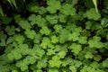 Delicious Edible Leaves of Wood Sorrel Growing on the Forest Floor