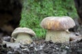 Delicious edible mushroom Boletus reticulatus commonly known as summer cep Royalty Free Stock Photo