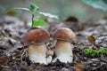 Delicious edible mushroom Boletus reticulatus commonly known as summer cep Royalty Free Stock Photo