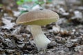 Delicious edible mushroom Boletus reticulatus commonly known as summer cep Royalty Free Stock Photo