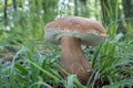 Delicious edible mushroom Boletus reticulatus commonly known as summer cep