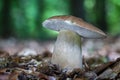 Delicious edible mushroom Boletus reticulatus commonly known as summer cep Royalty Free Stock Photo