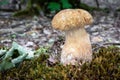 Delicious edible mushroom Boletus reticulatus commonly known as summer cep