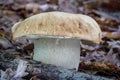 Delicious edible mushroom Boletus reticulatus in leafy forest