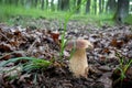 Delicious edible mushroom known as summer cep in forest Royalty Free Stock Photo