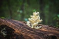 Delicious edible white mushroom Coral Hericium Royalty Free Stock Photo