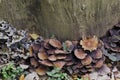 Delicious edible yellow mushrooms chanterelle