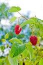 Delicious first class fresh growing raspberries - nature
