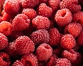 Delicious first class fresh raspberries background closeup photo. Royalty Free Stock Photo