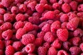 Delicious first class fresh raspberries background Royalty Free Stock Photo