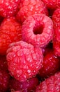 Delicious first class fresh raspberries Royalty Free Stock Photo