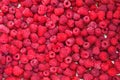 Delicious first class fresh raspberries