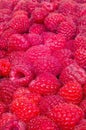 Delicious first class fresh raspberries background texture Royalty Free Stock Photo