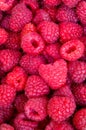 Delicious first class fresh raspberries close up texture - background Royalty Free Stock Photo