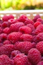 Delicious first class fresh raspberries in crates Royalty Free Stock Photo