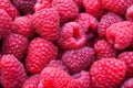 Delicious first class fresh raspberries - texture and background Royalty Free Stock Photo