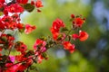 Delicious flowering of Bougainvillea, southern beauty Royalty Free Stock Photo