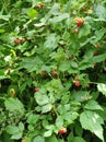 Delicious forest rasberries by the wayside