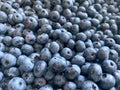 Delicious fresh beautiful healthy vitamin blueberry berry for wholesome nutrition with antioxidants and trace elements. Background