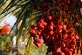 Delicious fresh dates growing on a palm tree. Fresh date palms that have an important place in advanced desert agriculture Royalty Free Stock Photo