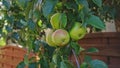 Fresh Juicy Vitamin C Rich Apple Fruit Ripening on Branch of Garden Apple Tree