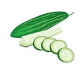 Delicious Fresh Marrow Slices on White Background