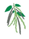 Delicious Fresh Mung Beans on A Plant