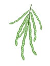 Delicious Fresh Mung Beans on A Twig