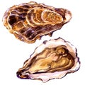 Delicious fresh opened and closed oyster isolated, watercolor illustration on white