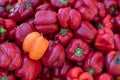 Delicious and fresh red Capsicums or red pepper vegetables on a fruit market Royalty Free Stock Photo