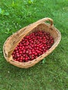 Delicious fresh red sweet cherries in basket. grass background Royalty Free Stock Photo