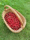 Delicious fresh red sweet cherries in basket. grass background Royalty Free Stock Photo