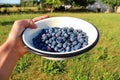 Delicious fresh ripe blueberries Royalty Free Stock Photo