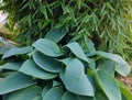 Delicious garden greens combination of bamboo and blue hosta leave - closeup Royalty Free Stock Photo