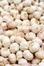 Delicious garlic for a flavor food