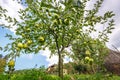 Delicious Golden apple trees