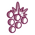 Delicious grape fruit icon Royalty Free Stock Photo