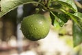 Delicious green apple growing on the tree Royalty Free Stock Photo