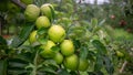 Delicious Green Granny Smith Apples Australia Royalty Free Stock Photo