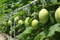 Green melons planted in the garden.