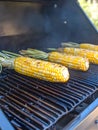 Delicious Grilled Corn on the Cob Summer BBQ Food Close Up Royalty Free Stock Photo